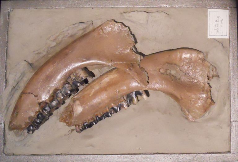 rinoceronte, mandibole